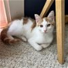 adoptable Cat in potomac, MD named Max