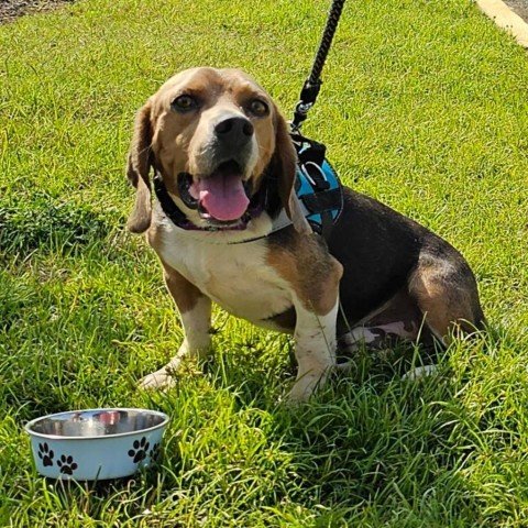adoptable Dog in Potomac, MD named Barney