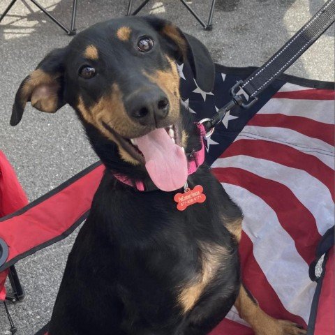 adoptable Dog in Potomac, MD named Hammi