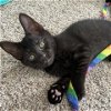 adoptable Cat in potomac, MD named Bianca