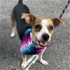 adoptable Dog in  named Daisy