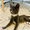adoptable Cat in potomac, MD named Friendly Phoebe