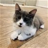 adoptable Cat in potomac, MD named Friendly Joey