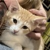 adoptable Cat in potomac, MD named Waffles