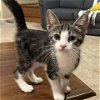 adoptable Cat in potomac, MD named Rolex