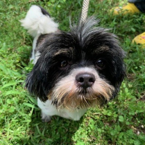adoptable Dog in Potomac, MD named Oreo