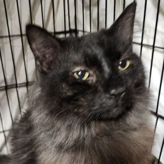 adoptable Cat in Clayton, CA named Kimble