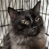 adoptable Cat in  named Kimble