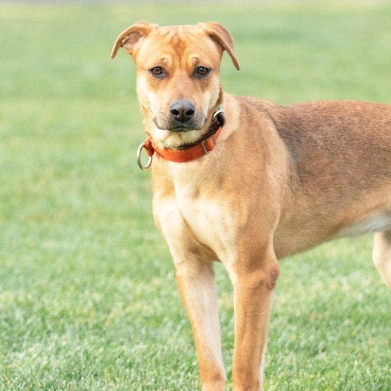 adoptable Dog in Clayton, CA named Bonnie