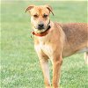 adoptable Dog in  named Bonnie