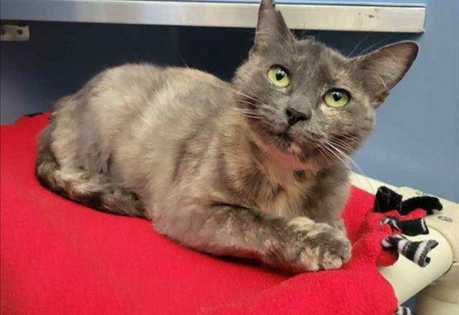 adoptable Cat in Clayton, CA named Mulan ***FIV+