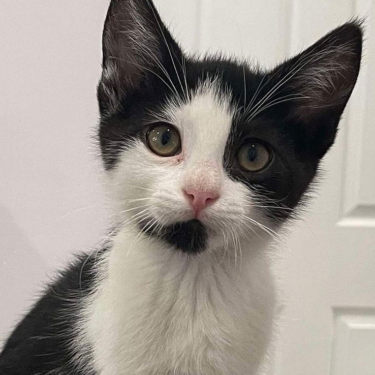 adoptable Cat in Clayton, CA named Anxiety