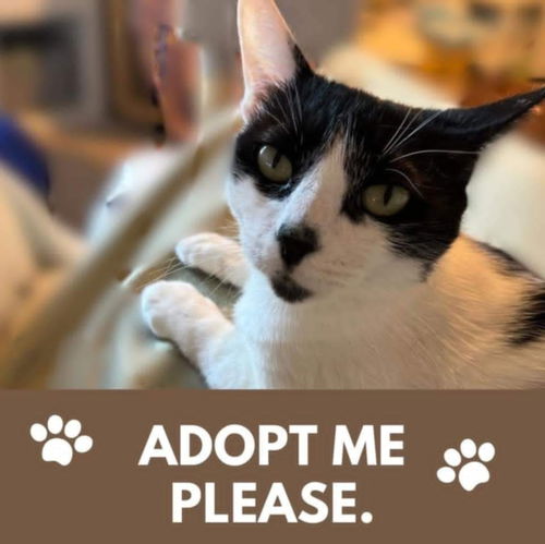 picture of the cat needing adoption