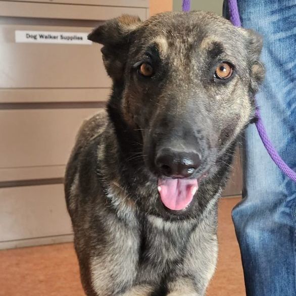 adoptable Dog in Clayton, CA named Adira