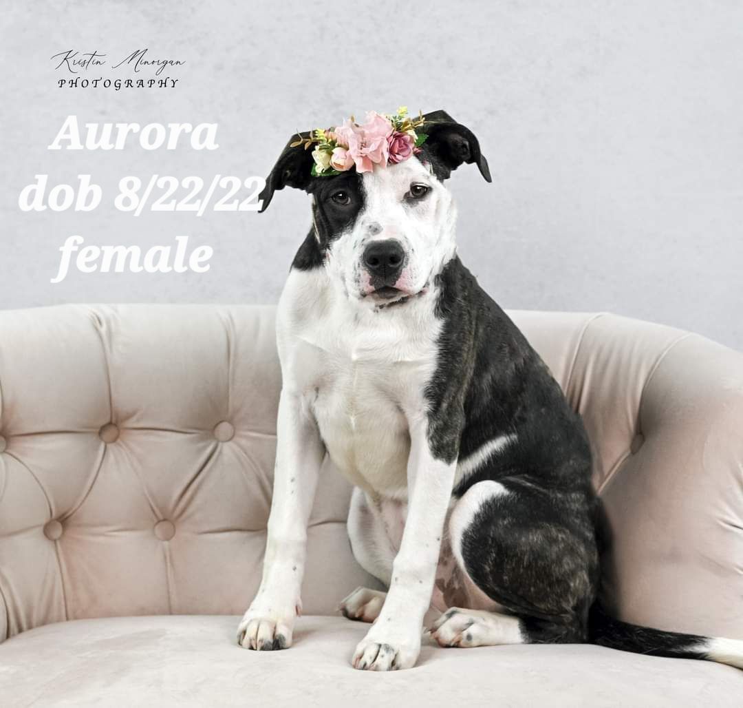 adoptable Dog in Clayton, CA named Aurora