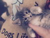 Maine Coon/Lynx Point Siamese Kittens