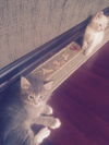 Maine Coon/Lynx Point Siamese Kittens