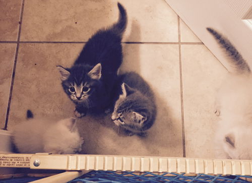 Maine Coon/Lynx Point Siamese Kittens