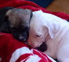 Female Puppies