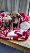 Female Puppies