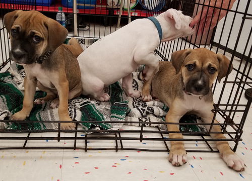 Female Puppies