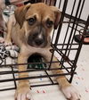 Female Puppies