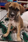 Female Puppies