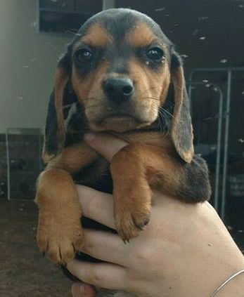 Beagle Mix Puppies