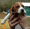 Beagle Mix Puppies