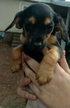 Beagle Mix Puppies