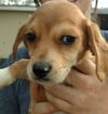 Beagle Mix Puppies