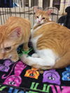 Orange Brothers