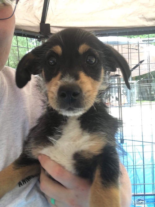 Male Puppies