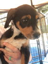 Male Puppies