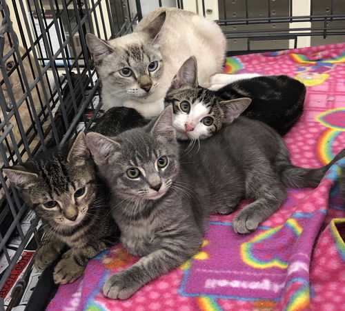 Male and Female Kittens