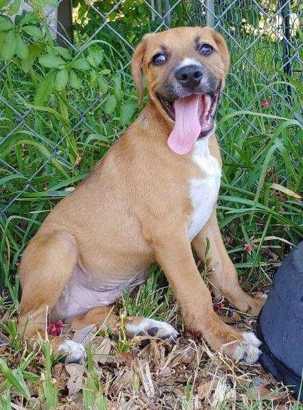 German Shepherd/Black Mouth Cur Puppies