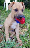 German Shepherd/Black Mouth Cur Puppies