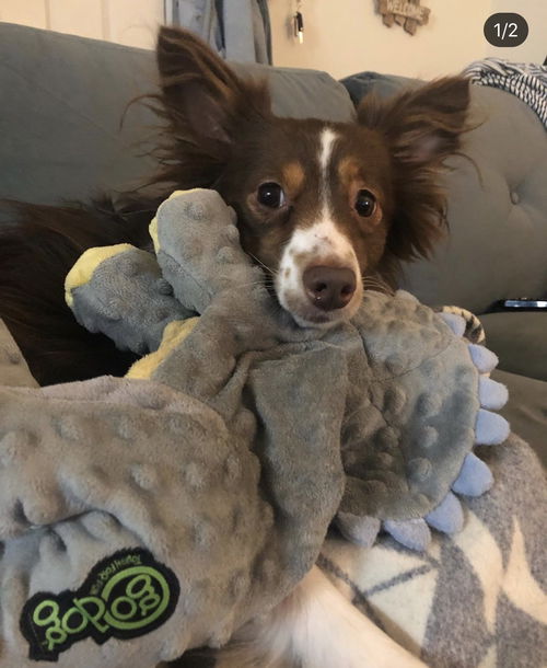 Finn