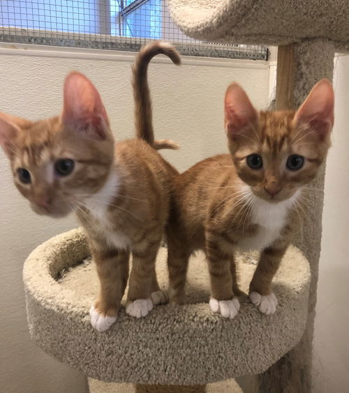 Ollie, & Evie