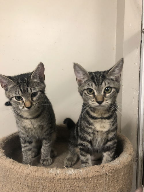 Luna & Skye