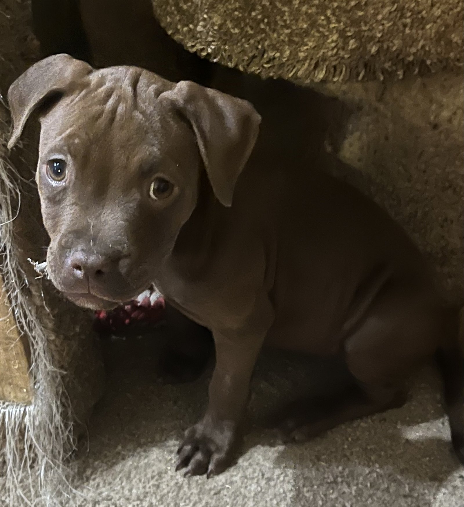 adoptable Dog in Melbourne, FL named Female chocolate puppies