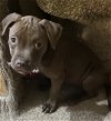 adoptable Dog in  named Female chocolate puppies