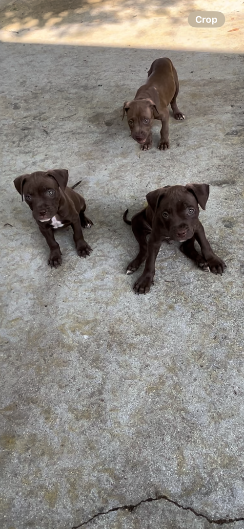 Male chocolate puppies