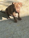 Male chocolate puppies