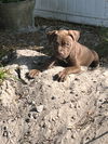 Male chocolate puppies