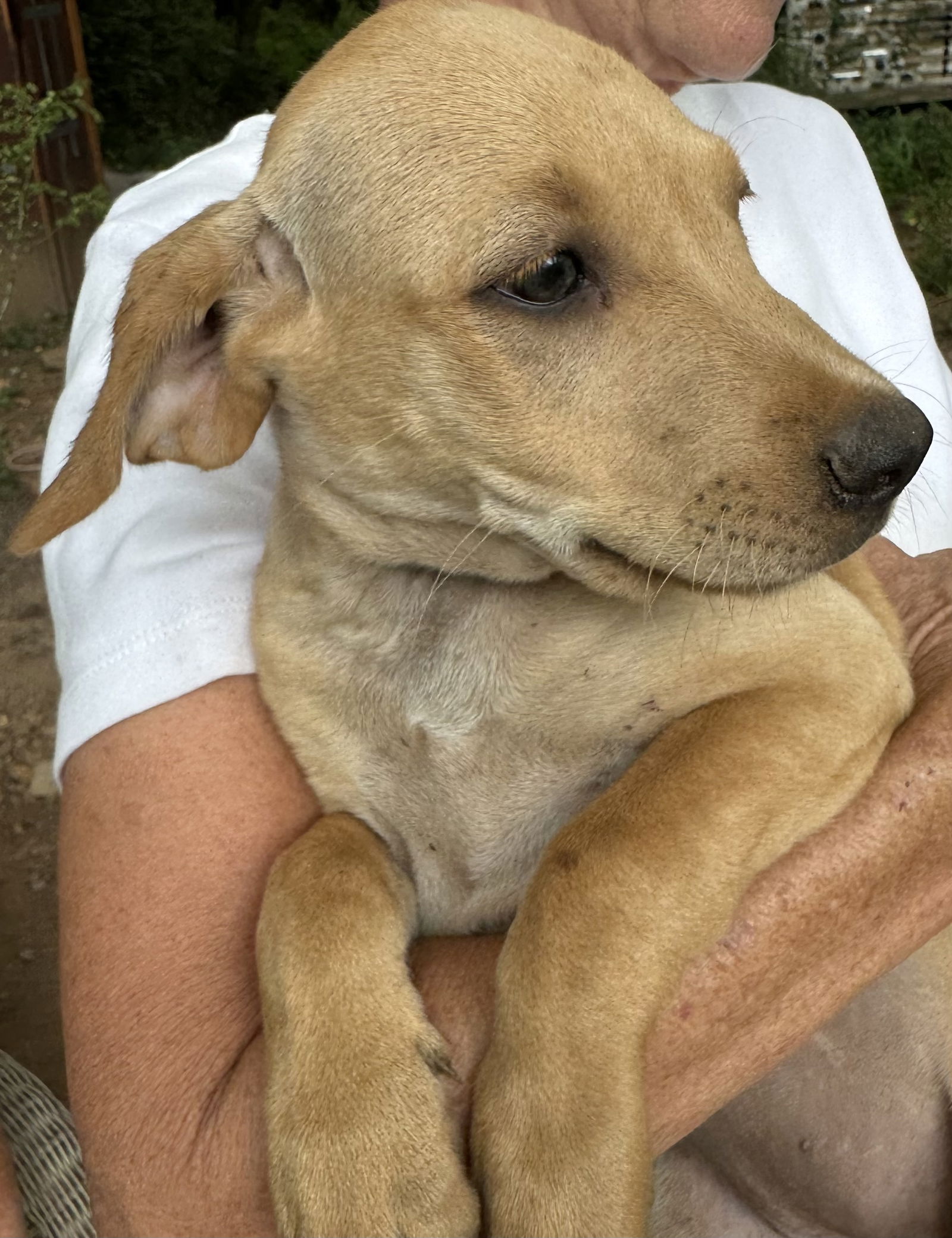 adoptable Dog in Melbourne, FL named Female hounds