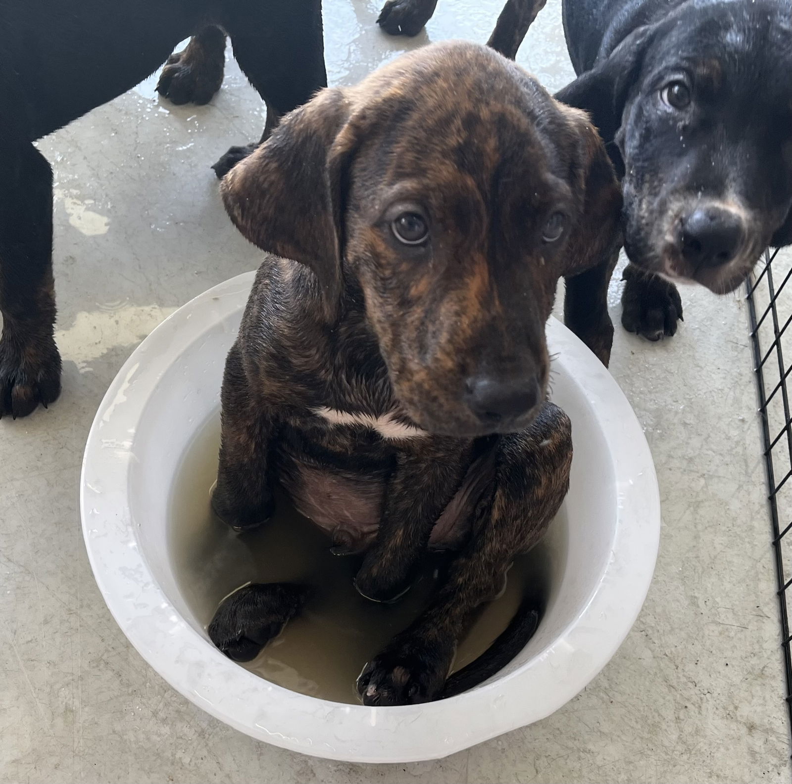 adoptable Dog in Melbourne, FL named Male hound