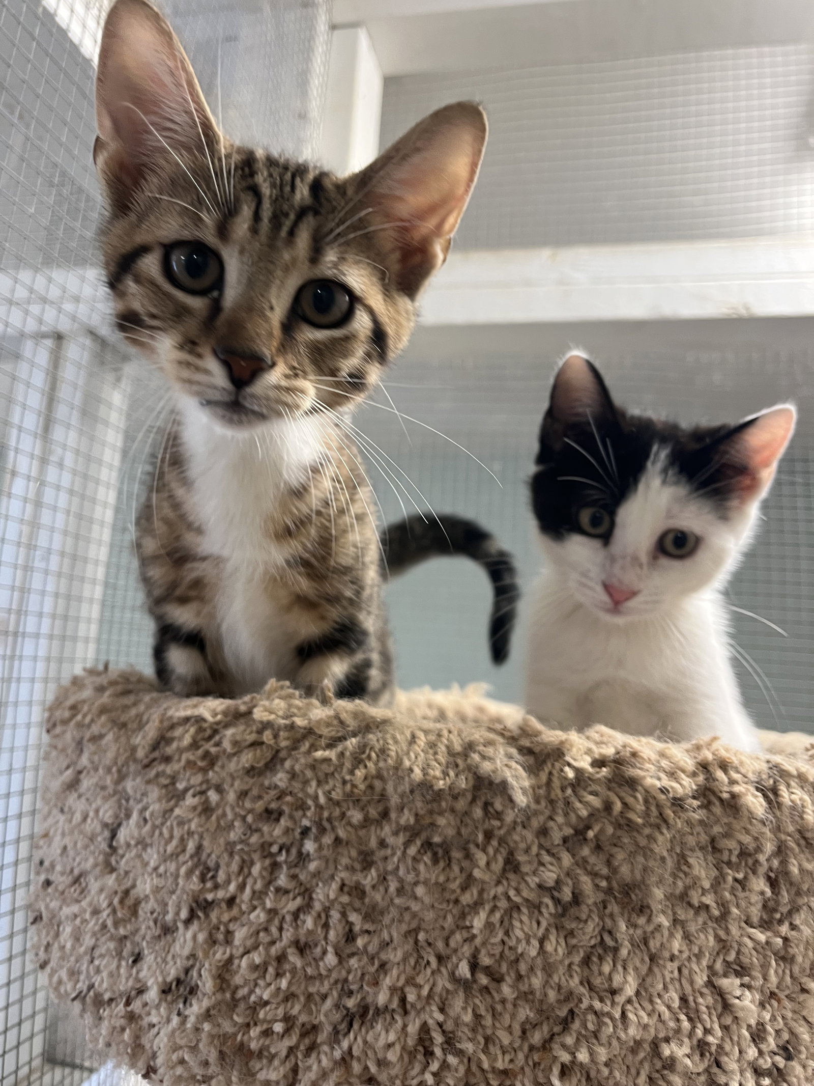 Kittens