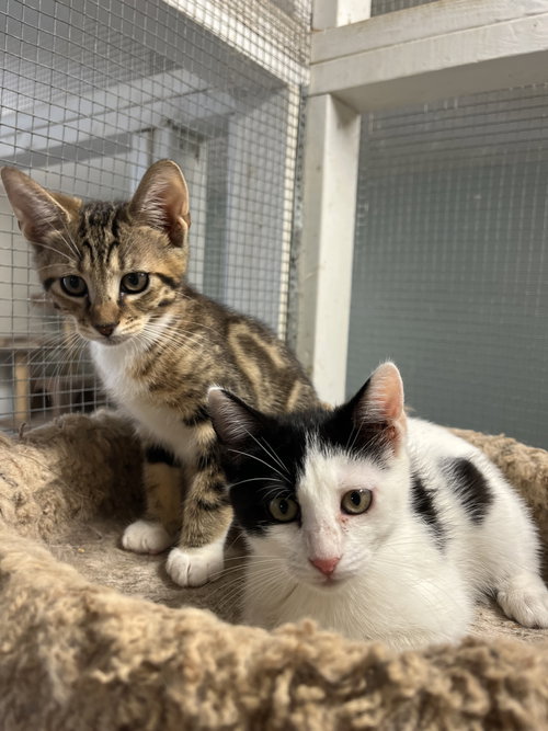 KITTENS - Domestic Short Hair / Domestic Short Hair available for adoption