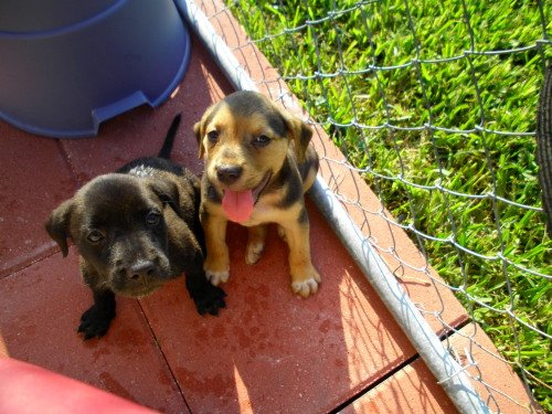 Male Mixed Puppies' Web Page